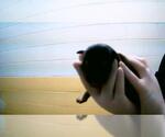 Small Mutt