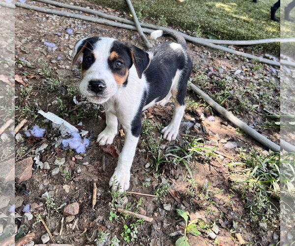 Medium Photo #1 Staffordshire Bull Terrier-Unknown Mix Puppy For Sale in Tracy City, TN, USA