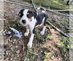 Small Staffordshire Bull Terrier Mix