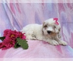 Small #6 Cavapoo (Miniature)
