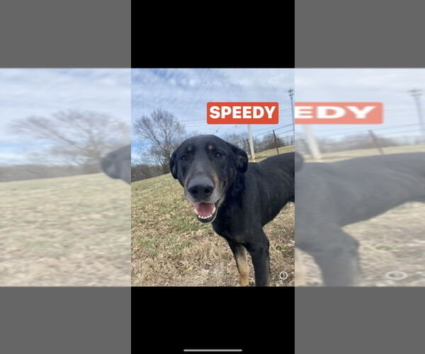 Medium Photo #1 Rottweiler-Unknown Mix Puppy For Sale in Foristell, MO, USA