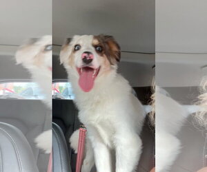 Australian Shepherd Dogs for adoption in Landenberg, PA, USA