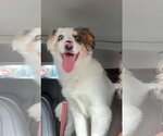 Kooper - Male Australian Shepherd Dog for Adoption - Small photo