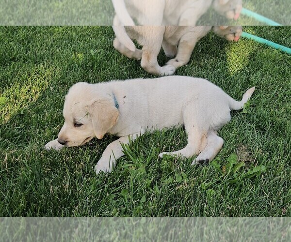 Medium Photo #10 Labrador Retriever Puppy For Sale in CEDAREDGE, CO, USA
