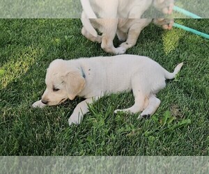 Medium Labrador Retriever