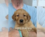 Small #6 Golden Retriever