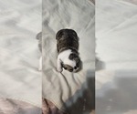 Small #2 English Bulldogge