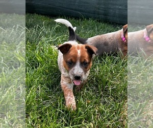 Australian Cattle Dog Puppy for sale in MOUNT PLEASANT, UT, USA