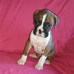 Small Photo #1 Boxer Puppy For Sale in ORONOGO, MO, USA
