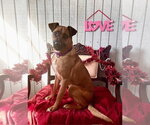 Small Boxer-German Shepherd Dog Mix