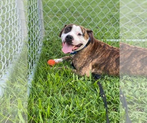 Rocky (the Brindle) - Male Mutt Dog for Adoption - Photo #15