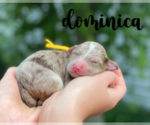 Image preview for Ad Listing. Nickname: Dominica