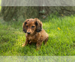 Small #2 Dachshund