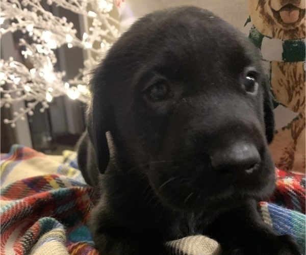 Medium Photo #15 Labrador Retriever Puppy For Sale in SPOTSYLVANIA, VA, USA