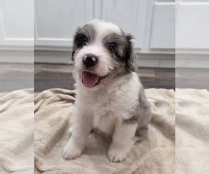 Aussiedoodle Puppy for sale in WILLS POINT, TX, USA