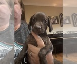 Small #3 German Shorthaired Pointer
