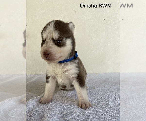 Medium Photo #6 Siberian Husky Puppy For Sale in FRESNO, CA, USA