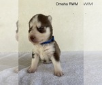 Small Photo #6 Siberian Husky Puppy For Sale in FRESNO, CA, USA