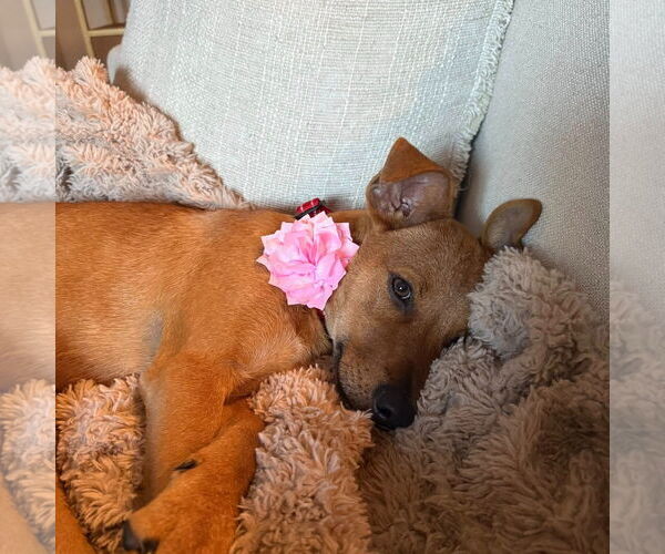 Medium Photo #4 Mutt Puppy For Sale in Woodbury, NY, USA