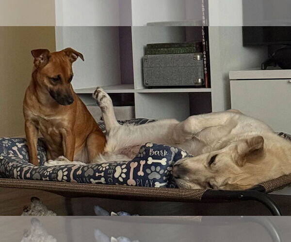 Medium Photo #3 Dachshund-Unknown Mix Puppy For Sale in Alexander, AR, USA