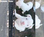 Small #14 American Bully