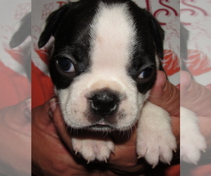 Boston Terrier Puppy for Sale in ALTOONA, Kansas USA