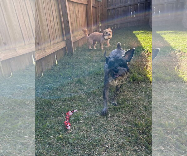 Medium Photo #3 - Mix Puppy For Sale in Lenoir, NC, USA