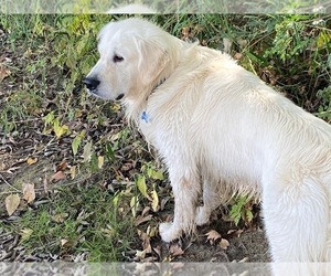 Father of the English Cream Golden Retriever puppies born on 06/09/2023
