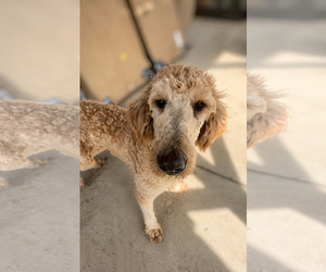 Goldendoodle Dogs for adoption in Thomasville, NC, USA