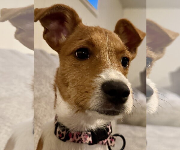 Medium Photo #3 Mutt Puppy For Sale in Sandy, UT, USA