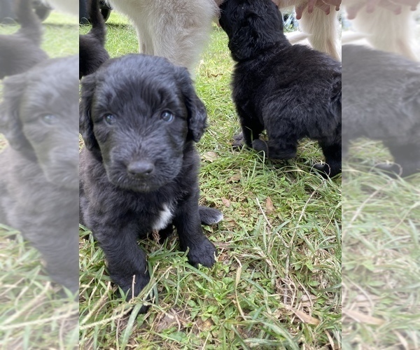Medium Photo #4 Great Pyrenees-Pyredoodle Mix Puppy For Sale in NEWBERRY, FL, USA