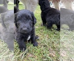 Small Photo #4 Great Pyrenees-Pyredoodle Mix Puppy For Sale in NEWBERRY, FL, USA