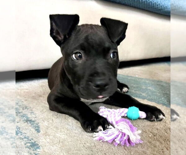 Medium Photo #3 American Staffordshire Terrier-Unknown Mix Puppy For Sale in San Juan Capistrano, CA, USA