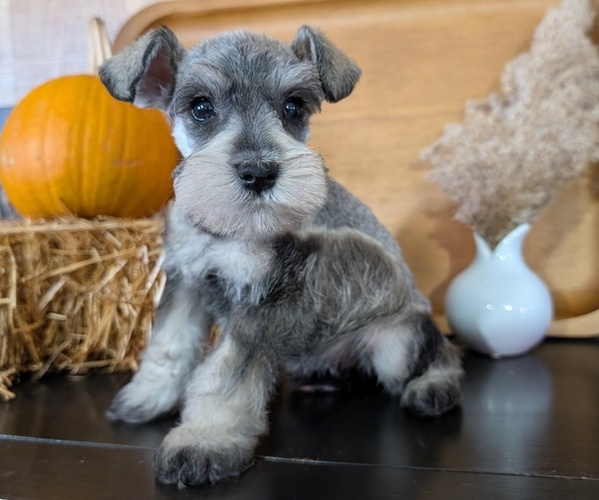 Medium Photo #6 Schnauzer (Miniature) Puppy For Sale in GOSHEN, IN, USA