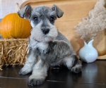 Small #5 Schnauzer (Miniature)