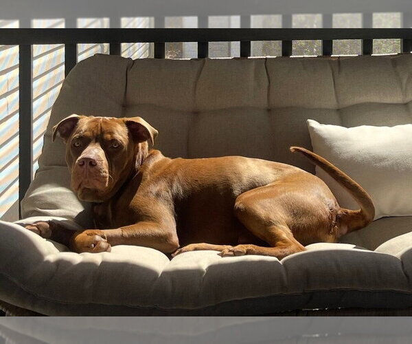 Medium Photo #2 Labrador Retriever-Unknown Mix Puppy For Sale in Candler, NC, USA