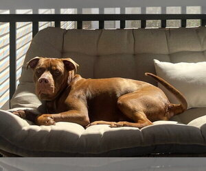 Buddy - Male Labrador Retriever-Unknown Mix Dog for Adoption - Photo #2