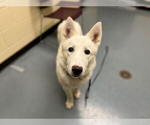 Gerberian Shepsky Dogs for adoption in Denver, CO, USA