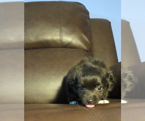 Medium Photo #27 Chihuahua Puppy For Sale in HAYES, VA, USA