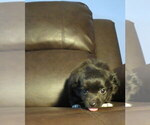 Small #26 Chihuahua
