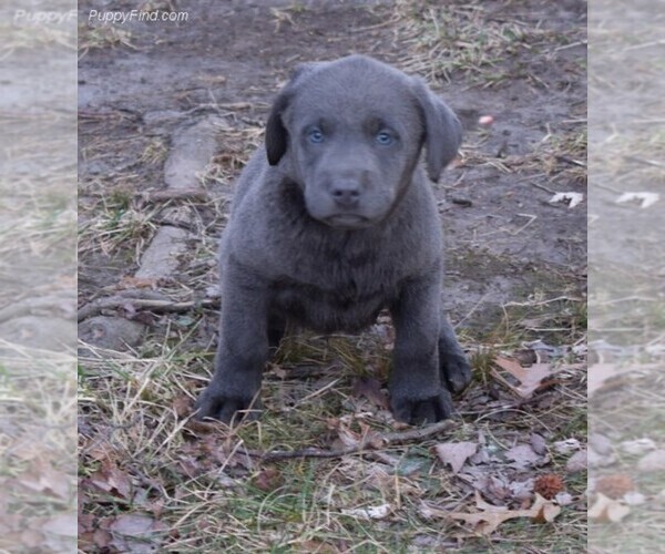 Medium Photo #5 Labrador Retriever Puppy For Sale in HANNIBAL, MO, USA