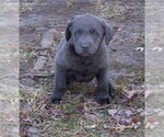 Small Photo #5 Labrador Retriever Puppy For Sale in HANNIBAL, MO, USA