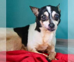 Chihuahua Dogs for adoption in San Antonio, TX, USA