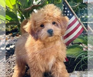 Shih-Poo Puppy for sale in DUNDEE, OH, USA