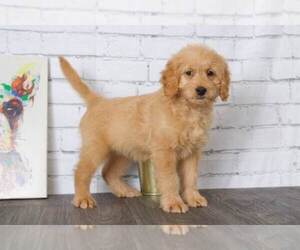 Goldendoodle Puppy for sale in RED LION, PA, USA