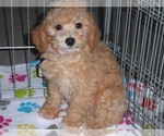 Small Photo #12 Poochon Puppy For Sale in ORO VALLEY, AZ, USA