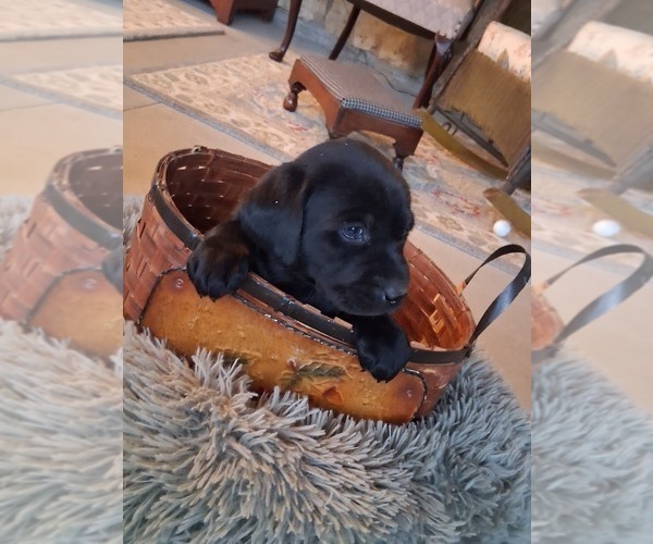 Medium Photo #14 Labrador Retriever Puppy For Sale in CLIFTON, KS, USA