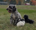 Small #3 Poodle (Miniature)