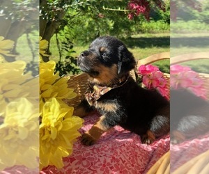 Rottweiler Puppy for sale in FOUR OAKS, NC, USA