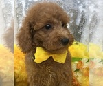 Small Photo #10 Goldendoodle (Miniature) Puppy For Sale in BULLARD, TX, USA